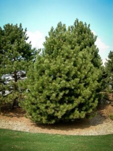 Сосна Чёрная (Pinus Nigra) купить по цене от 270.00р. в интернет-магазине «Посадика» с доставкой почтой в в Красноуральске и по всей России – [изображение №1].