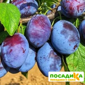 Слива Чачакская ранняя купить по цене от 229.00р. в интернет-магазине «Посадика» с доставкой почтой в в Красноуральске и по всей России – [изображение №1].