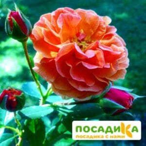 Роза Арабия купить по цене от 350.00р. в интернет-магазине «Посадика» с доставкой почтой в в Красноуральске и по всей России – [изображение №1].