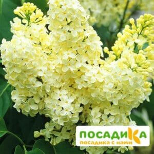 Сирень Примроуз (Primrose) купить по цене от 529.00р. в интернет-магазине «Посадика» с доставкой почтой в в Красноуральске и по всей России – [изображение №1].