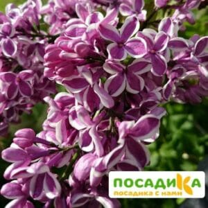 Сирень Сенсация купить по цене от 529.00р. в интернет-магазине «Посадика» с доставкой почтой в в Красноуральске и по всей России – [изображение №1].