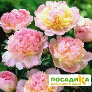 Пион Распберри Сандей (Paeonia Raspberry Sundae) купить по цене от 959р. в интернет-магазине «Посадика» с доставкой почтой в в Красноуральске и по всей России – [изображение №1].