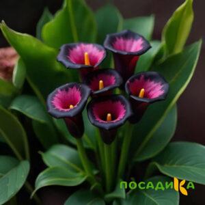 Калла Аура Лейс купить по цене от 400р. в интернет-магазине «Посадика» с доставкой почтой в в Красноуральске и по всей России – [изображение №1].