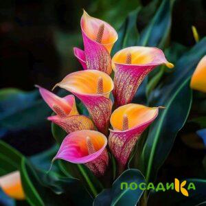 Калла Оникс купить по цене от 450р. в интернет-магазине «Посадика» с доставкой почтой в в Красноуральске и по всей России – [изображение №1].
