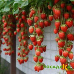 Клубника вьющаяся Комплимент купить по цене от 470р. в интернет-магазине «Посадика» с доставкой почтой в в Красноуральске и по всей России – [изображение №1].