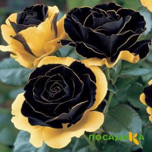 Роза Ханни Сикл купить по цене от 700р. в интернет-магазине «Посадика» с доставкой почтой в в Красноуральске и по всей России – [изображение №1].