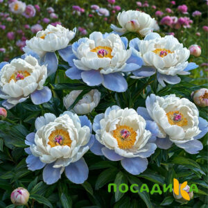 Пион акварельный Этюд купить по цене от 806р. в интернет-магазине «Посадика» с доставкой почтой в в Красноуральске и по всей России – [изображение №1].