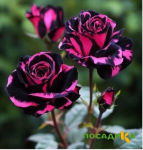 Роза Багровый Шепот купить по цене от 366р. в интернет-магазине «Посадика» с доставкой почтой в в Красноуральске и по всей России – [изображение №1].