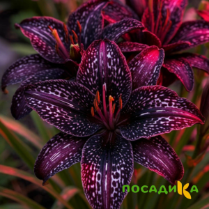 Лилейник Вояж купить по цене от 699р. в интернет-магазине «Посадика» с доставкой почтой в в Красноуральске и по всей России – [изображение №1].