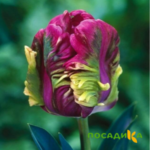 Тюльпан Экзотик Хэвен купить по цене от 186р. в интернет-магазине «Посадика» с доставкой почтой в в Красноуральске и по всей России – [изображение №1].