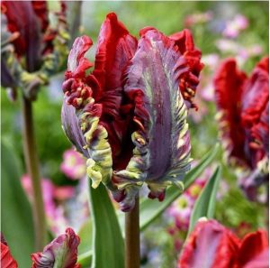 Тюльпан Рококо купить по цене от 350р. в интернет-магазине «Посадика» с доставкой почтой в в Красноуральске и по всей России – [изображение №1].