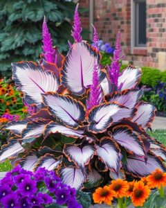 Хоста Кримэн Дрим купить по цене от 549р. в интернет-магазине «Посадика» с доставкой почтой в в Красноуральске и по всей России – [изображение №1].