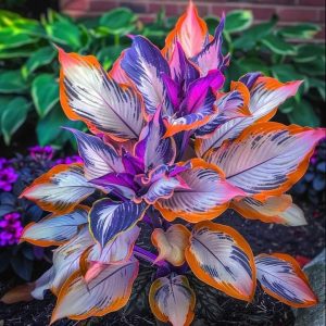 Хоста Эмеральд Тиара купить по цене от 602р. в интернет-магазине «Посадика» с доставкой почтой в в Красноуральске и по всей России – [изображение №1].