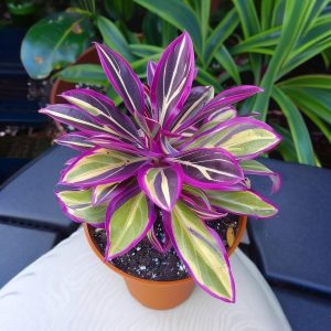 Хоста Сильвер Стик купить по цене от 650р. в интернет-магазине «Посадика» с доставкой почтой в в Красноуральске и по всей России – [изображение №1].