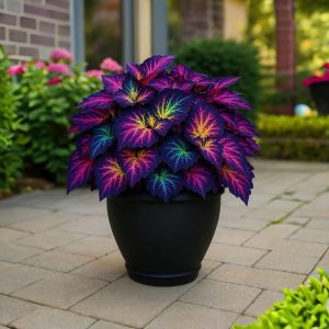 Хоста Фрости Блю купить по цене от 389р. в интернет-магазине «Посадика» с доставкой почтой в в Красноуральске и по всей России – [изображение №1].