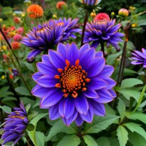 Георгин Лазурит купить по цене от 799р. в интернет-магазине «Посадика» с доставкой почтой в в Красноуральске и по всей России – [изображение №1].