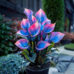 Калла Импрессия купить по цене от 590р. в интернет-магазине «Посадика» с доставкой почтой в в Красноуральске и по всей России – [изображение №1].