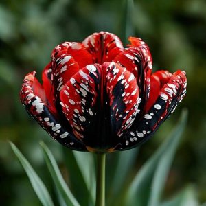 Тюльпан Вельвет Файер купить по цене от 394р. в интернет-магазине «Посадика» с доставкой почтой в в Красноуральске и по всей России – [изображение №1].