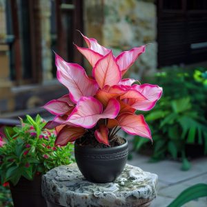 Хоста Розовая Симфония купить по цене от 800р. в интернет-магазине «Посадика» с доставкой почтой в в Красноуральске и по всей России – [изображение №1].