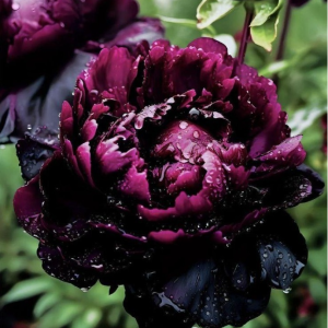 Пион Темный Сад купить по цене от 421р. в интернет-магазине «Посадика» с доставкой почтой в в Красноуральске и по всей России – [изображение №1].