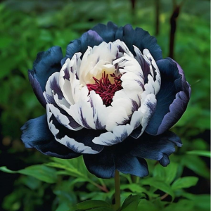 Пион Древовидный Инь-Янь купить по цене от 419р. в интернет-магазине «Посадика» с доставкой почтой в в Красноуральске и по всей России – [изображение №1].