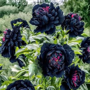 Пион древовидный Сердце Афродиты купить по цене от 600р. в интернет-магазине «Посадика» с доставкой почтой в в Красноуральске и по всей России – [изображение №1].