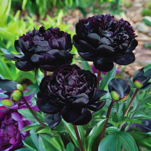 Пион Королевский Бархат купить по цене от 419р. в интернет-магазине «Посадика» с доставкой почтой в в Красноуральске и по всей России – [изображение №1].