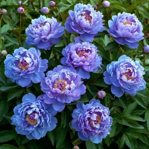 Пион Голубой лотос купить по цене от 590р. в интернет-магазине «Посадика» с доставкой почтой в в Красноуральске и по всей России – [изображение №1].