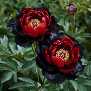 Пион Эбеновый Рубин купить по цене от 419р. в интернет-магазине «Посадика» с доставкой почтой в в Красноуральске и по всей России – [изображение №1].