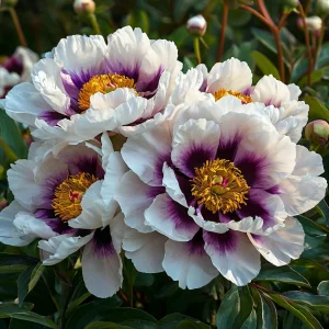 Пион Эко Саммер купить по цене от 548р. в интернет-магазине «Посадика» с доставкой почтой в в Красноуральске и по всей России – [изображение №1].