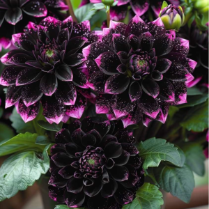 Георгин Лаванда Лейс купить по цене от 679р. в интернет-магазине «Посадика» с доставкой почтой в в Красноуральске и по всей России – [изображение №1].