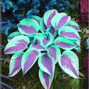 Хоста Висперин Бьюти купить по цене от 379р. в интернет-магазине «Посадика» с доставкой почтой в в Красноуральске и по всей России – [изображение №1].