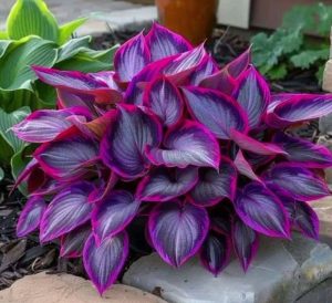 Хоста Сикрет Гарденс купить по цене от 549р. в интернет-магазине «Посадика» с доставкой почтой в в Красноуральске и по всей России – [изображение №1].