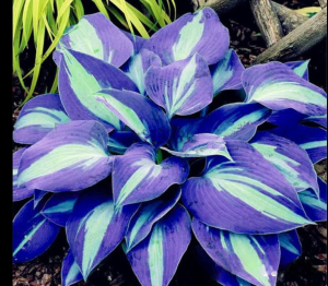 Хоста Аурелия купить по цене от 450р. в интернет-магазине «Посадика» с доставкой почтой в в Красноуральске и по всей России – [изображение №1].